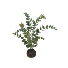 Eucalyptus in Soil