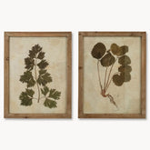 Brook Leaf Framed Prints - Set of Two