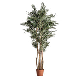 Ficus Plant
