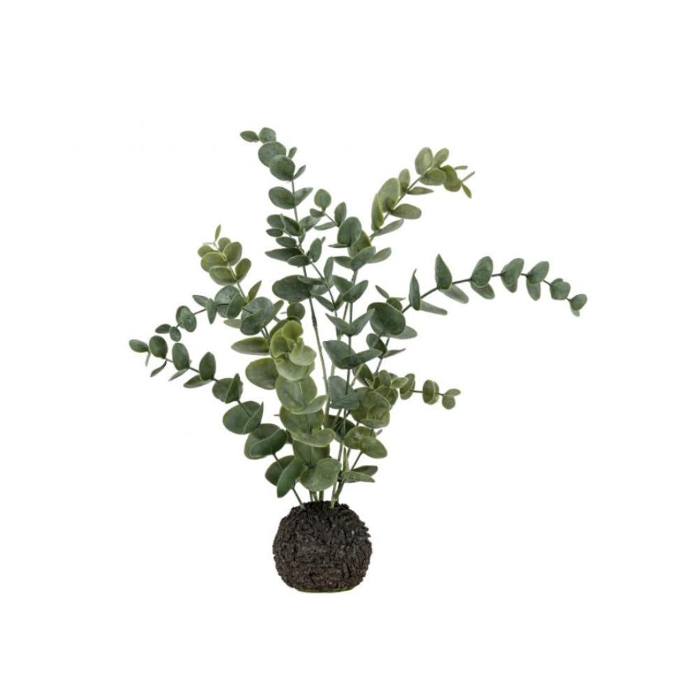 Eucalyptus in Soil
