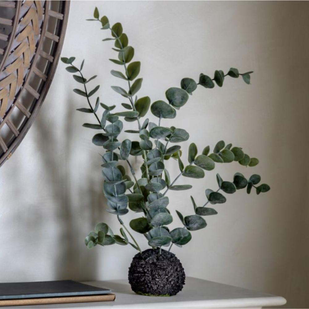 Eucalyptus in Soil