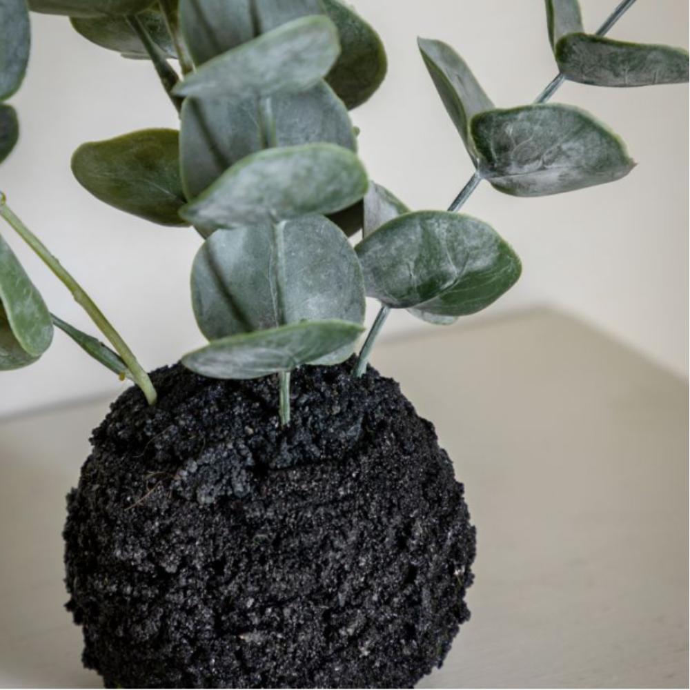 Eucalyptus in Soil