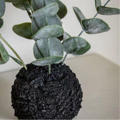 Eucalyptus in Soil