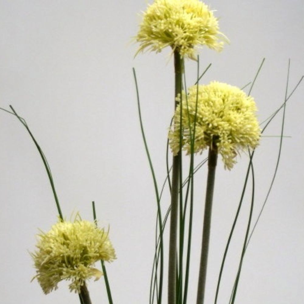 Allium Spray
